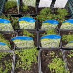 Dúška včasná (Thymus praecox) ´ALBIFLORUS´ kont. P9